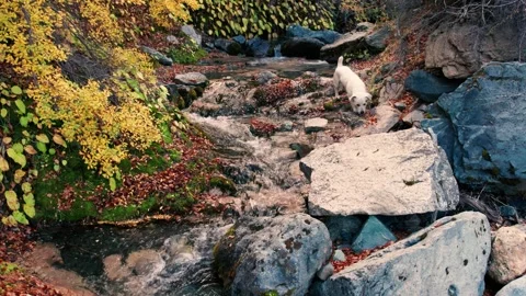 4K drone flying over a small creek in Patagonia, a small white dog playing in it Stock Footage 248986822