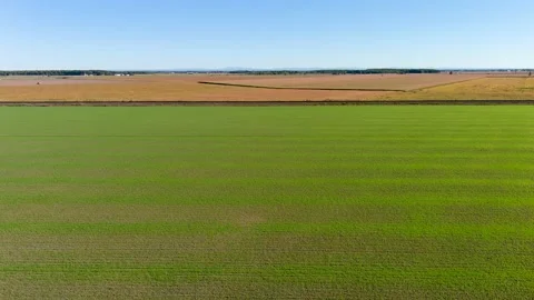 4K drone flying over a wheat crops field in rural area. 스톡 동영상 161522970