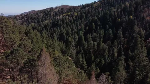 4k drone flying through Trees car passes on road 動画素材 142767355