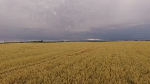 4k Drone flyover of wheat field in Colorado summer 스톡 동영상 67231911