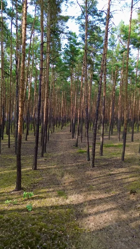 4K drone flythrough in natural pine woodland Stock Footage 313196590