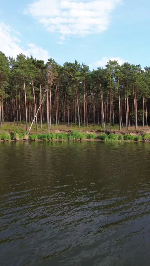 4K drone flythrough in natural pine woodland. Stock Footage 313196816