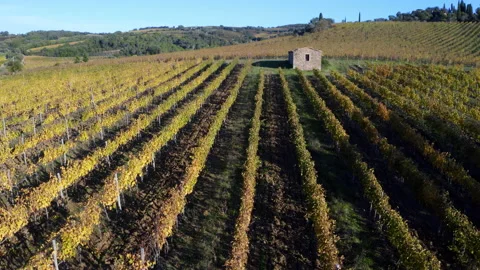 4K drone footage camera flying over big sunlit vine plantation with house Video stock 155115751