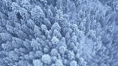 4k Drone footage camera flying over wintry snowy endless forest with fir-trees Stock-Footage 167017747