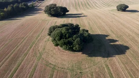 4K drone footage of empty farm field with large tree in the middle 動画素材 162580082