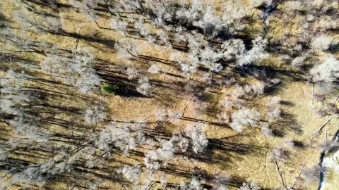 4K DRONE Footage | Fall Trees Video stock 149812351
