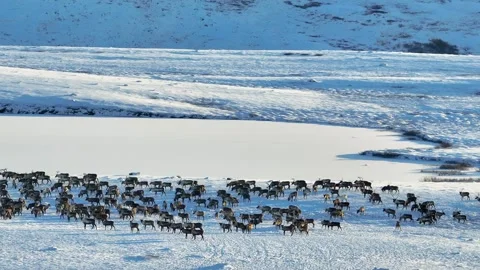 4K drone footage of a large herd of reindeer roaming across snowy Arctic tundra Stock Footage 308927915