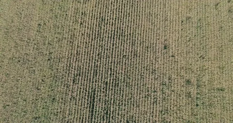 4k drone footage looking down rows of corn 動画素材 149064085