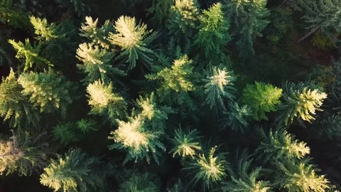4K Drone Footage Looking Down on Forest Trees at Dawn Stock Footage 320941801