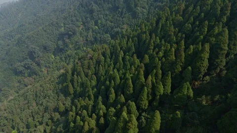 4K drone footage of the lush pine forests of Lepchajagat near Darjeeling Stock Footage 341920480