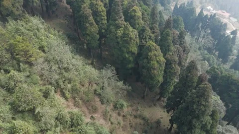 4K drone footage of the lush pine forests of Lepchajagat near Darjeeling Stock Footage 341921451