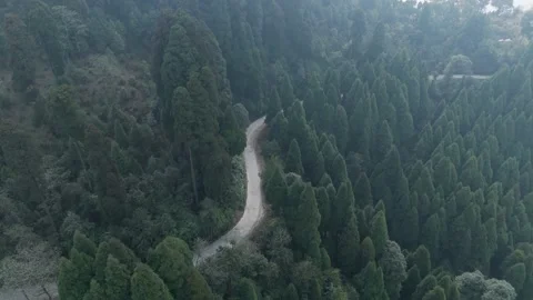 4K drone footage of the lush pine forests of Lepchajagat near Darjeeling Stock Footage 341922820