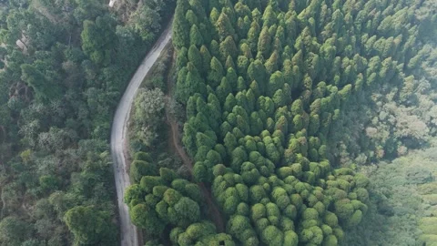 4K drone footage of the lush pine forests of Lepchajagat near Darjeeling. Stock Footage 341923118