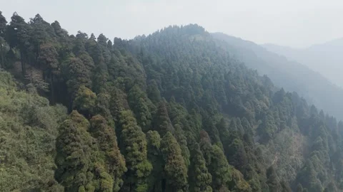 4K drone footage of the lush pine forests of Lepchajagat near Darjeeling. Stock Footage 341923568