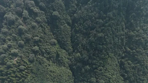 4K drone footage of the lush pine forests of Lepchajagat near Darjeeling Stock Footage 341923833