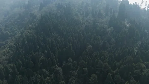 4K drone footage of the lush pine forests of Lepchajagat near Darjeeling Stock Footage 341924066