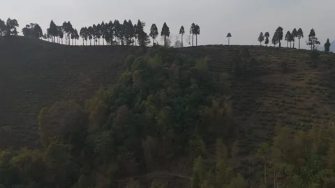 4K drone footage of the lush pine forests of Mirik. India. Stock Footage 341967360