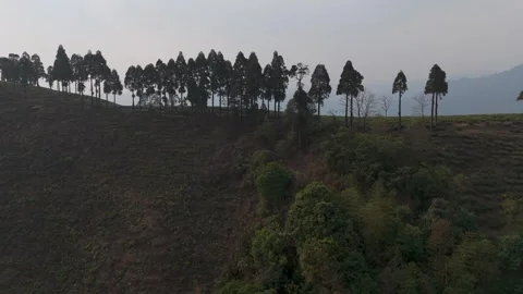 4K drone footage of the lush pine forests of Mirik. India. Stock Footage 341967446