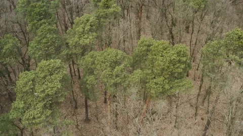 4k Drone footage. Positive nature view Stock Footage 127166324