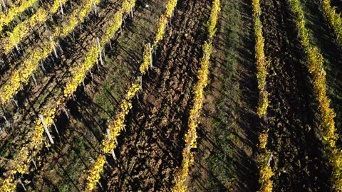 4K Drone footage of rows of vine in Italian province of Tuscany at sunset time Stock-Footage 157897199