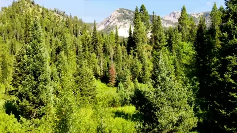 4K DRONE Footage | Through Trees drone footage Video stock 149812357