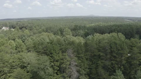 4K Drone footage of trees Stock Footage 171946226