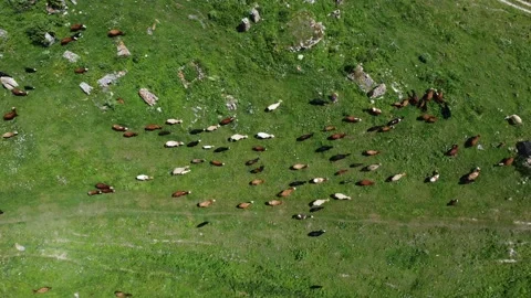 4K Drone A herd of cows in a mountainous area Stock Footage 202501248