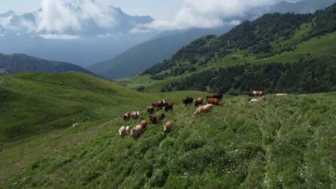 4K Drone A herd of cows in a mountainous area Stock Footage 202501438