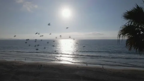 4K DRONE Jogger on Beach with Palm Tree Silhouette and Birds Flying By, 60fps Stock Footage 219662041