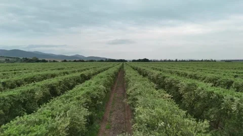 4K Drone: Low-altitude flight between super-intensive olive rows. Stock Footage 333610928