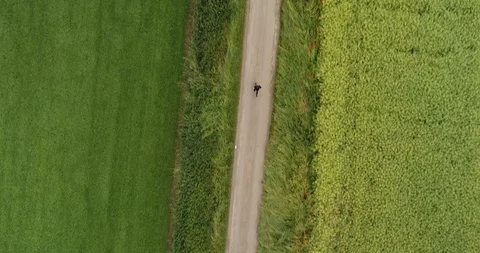 4K Drone of A Man Running on a Path  through Green Grass Fields. British Country Stock Footage 91229827