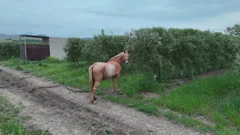 4K Drone: Orbiting around a horse in olive grove, Spain. Stock Footage 333610929