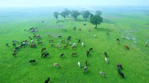 4K Drone Over Rural Green Fild And Cattle Walking Stock Footage 321728920