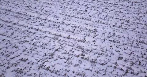 4k Drone over winter field with snowy grass rural farm tundra 動画素材 85195546