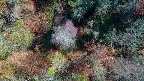 4K  Drone over woods 動画素材 106189659