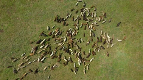 4K Drone overhead view of goats herd moving Stock Footage 176704937