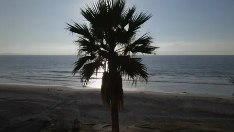 4K DRONE Palm Tree Silhouette with People on Beach, 60fps, Rotate Left Stock Footage 219661776