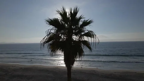 4K DRONE Palm Tree at Sunset with Couple in Ocean, 60fps, Rotate Right 1 Stock Footage 219662607