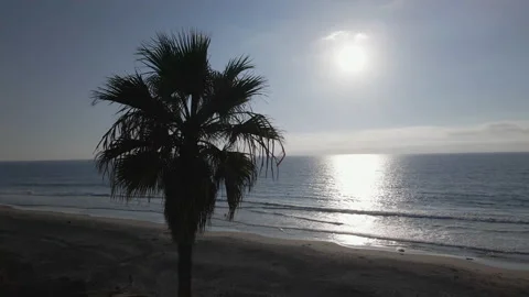4K DRONE Palm Tree at Sunset with Couple in Ocean, 60fps, Rotate Right 2 Stock Footage 219662632