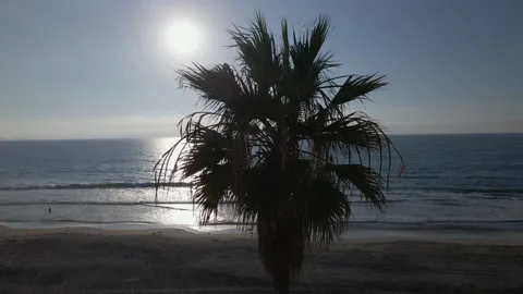 4K DRONE Palm Tree at Sunset with Couple in Ocean, 60fps, Truck Left Stock Footage 219663562