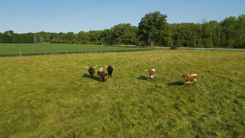 4K drone pan left to right of bulls grazing in open green pasture Stock Footage 316734644