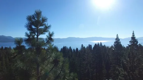 4K Drone Reveal of Lake Tahoe flying past pine tree Stock Footage