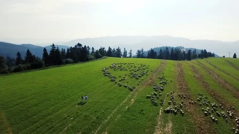 4K Drone Shepherds and Flock Of Sheep in Spring In Slovakia Stock Footage 107142608