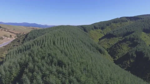 4K Drone Shot Forest Stock Footage 149539098