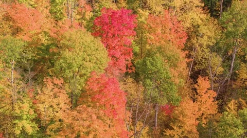 4K Drone Shot of a Mountain Covered in a Fall Forest in Schroon, Adirondack Park Stock Footage 306198456