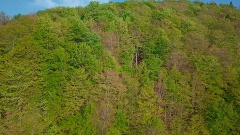 4k drone shot. Moving forward to pine woods forest and mountain valley in summer Stock Footage 92144177