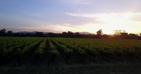 4K Drone Shot Napa Valley Vineyard Rows at Dusk Stock Footage 76589285