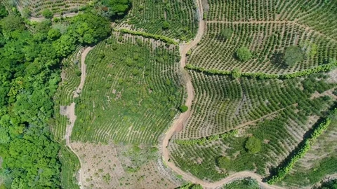 4K Drone Shot over Coffee Plantation Farm. Top View with Hill, Trees, Crops Video stock 155060735