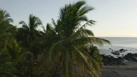 4K Drone Shot of Palm Trees at the Ocean Stock Footage 139869631