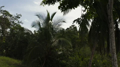 4K Drone Shot of Palm Trees Stock Footage 139870385
